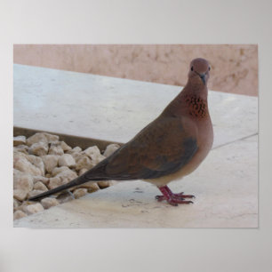 Poster de pombo, personalizável