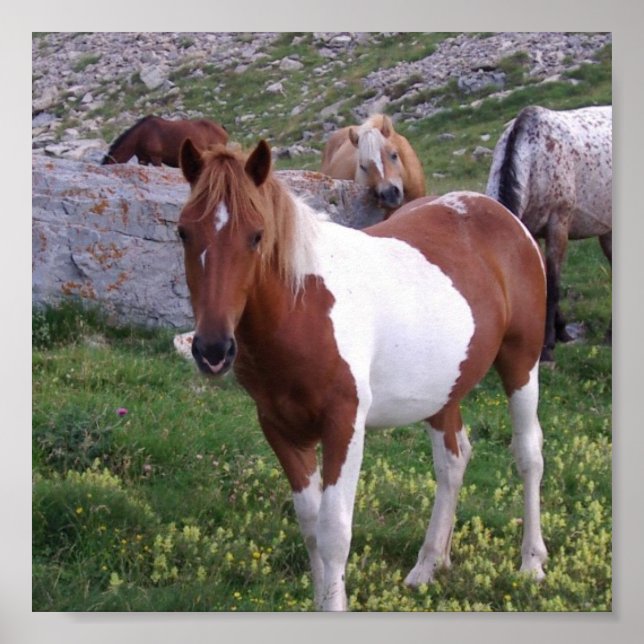 Poster de pônei índio (Frente)
