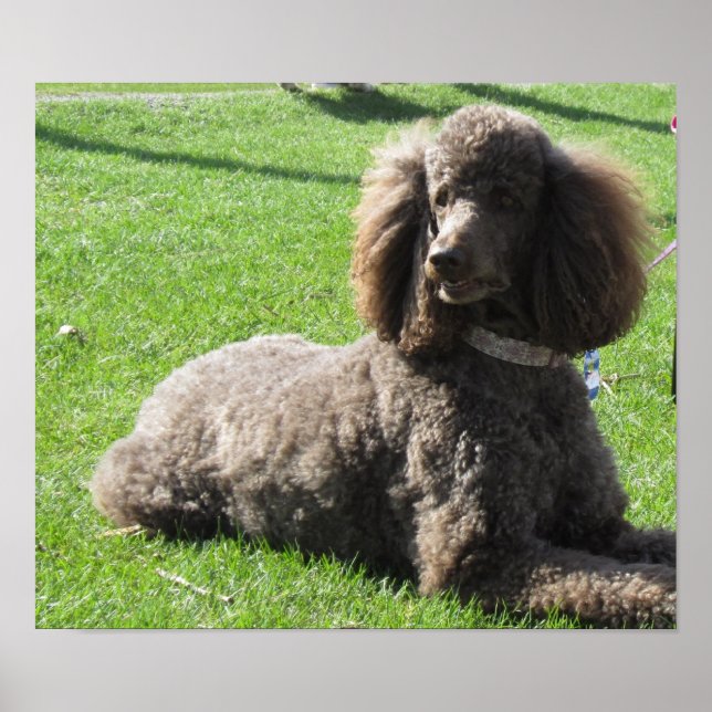 Poster de Poodle Standard (Frente)