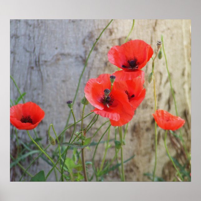 Poster de Poppies de Milho Vermelho (Frente)