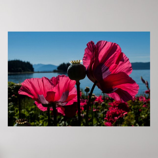 Poster de Poppies Vermelhos (Frente)