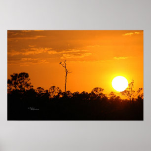 Poster de pôr do sol da floresta