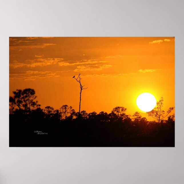 Poster de pôr do sol da floresta (Frente)
