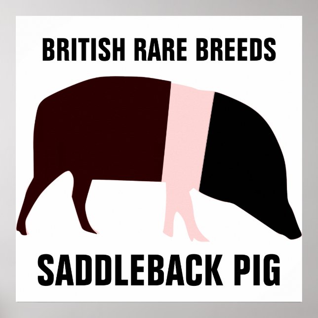 Poster de Porco de Saddleback (Frente)