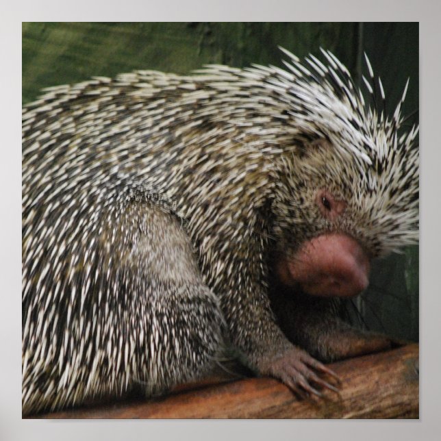Poster de Porcupine Cinto (Frente)