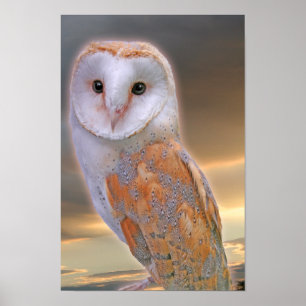 Poster de Poster de Barn Owl
