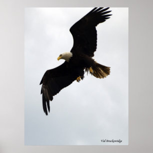 Póster De "poster Eagle em vôo"