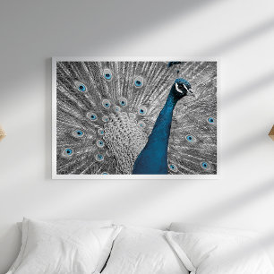 Poster de Prata e Turquesa Peacock