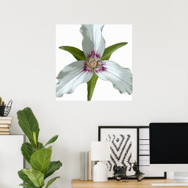Poster de Primavera de flor selvagem pintada de tr