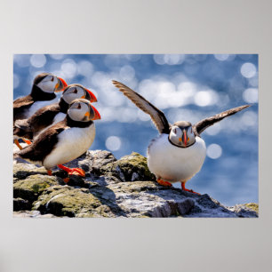 poster de Puffin