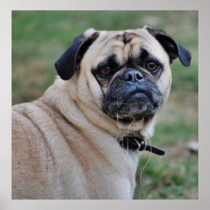 Poster de Pug Cinto