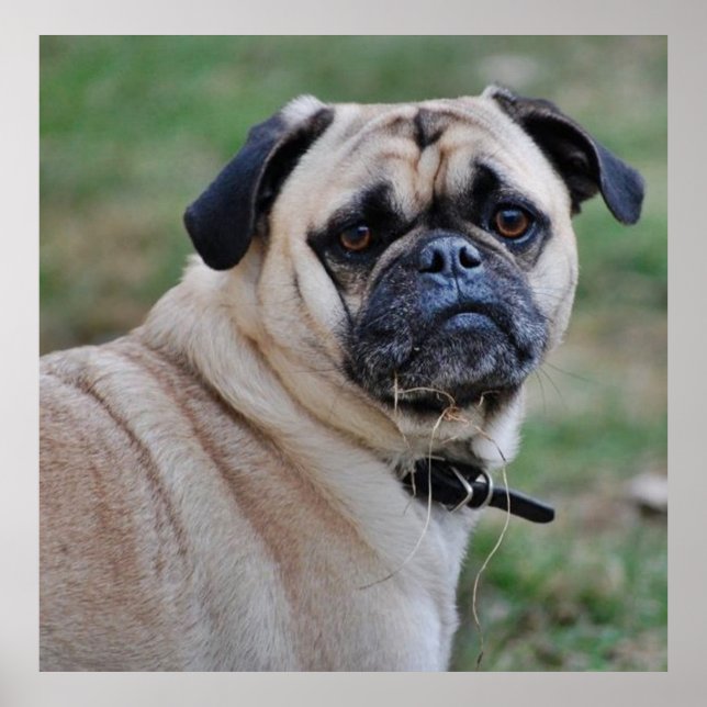 Poster de Pug Cinto (Frente)