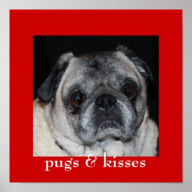 Poster de Pugs e Kisses (Frente)