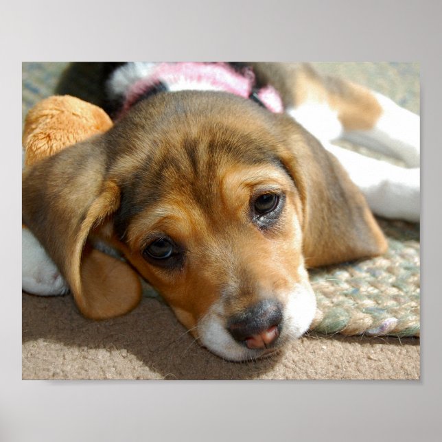 Poster de puppy com beagle (Frente)