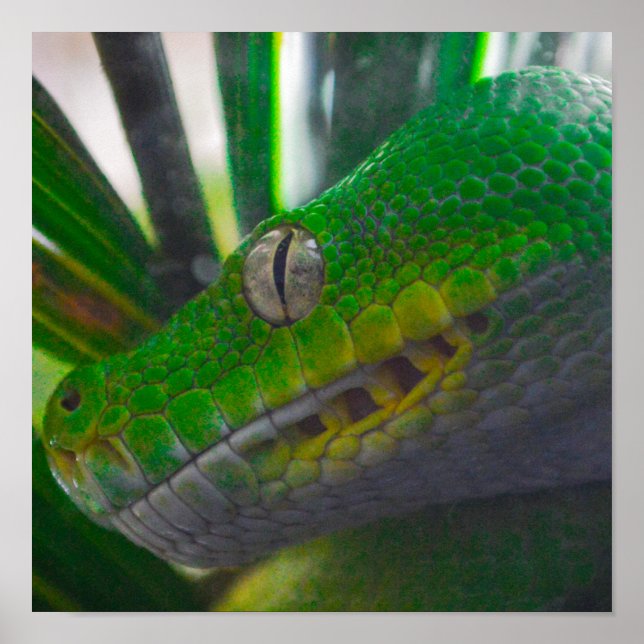 Poster de Python (B) Árvore Verde (Frente)