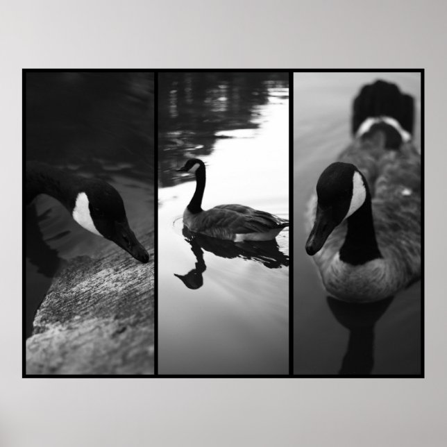 Poster de queijo (Frente)