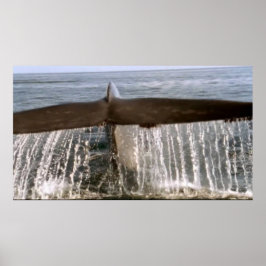 Poster de rabo de baleia 6