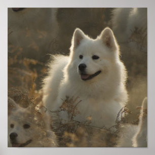 Poster de Raça de Cachorro Samoyed
