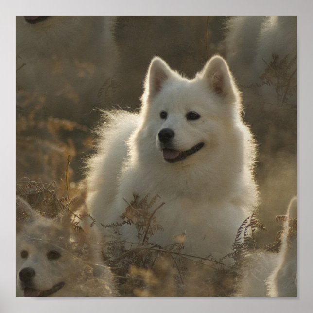 Poster de Raça de Cachorro Samoyed (Frente)