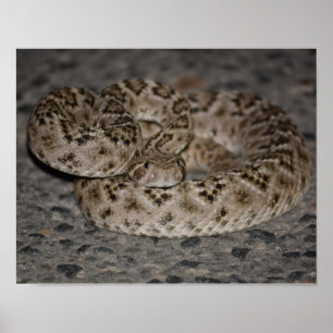 Poster de Rattlesnake Diamondback Ocidental