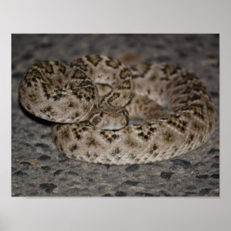 Poster de Rattlesnake Diamondback Ocidental