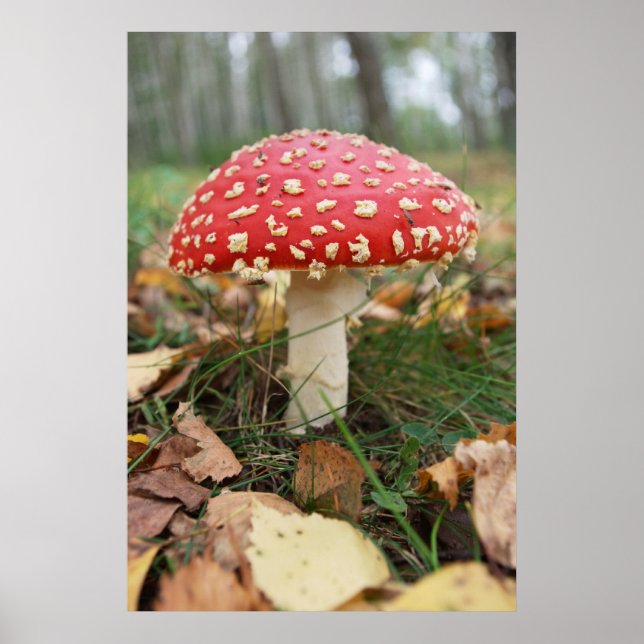 Poster de Red Fly Agaric (Frente)