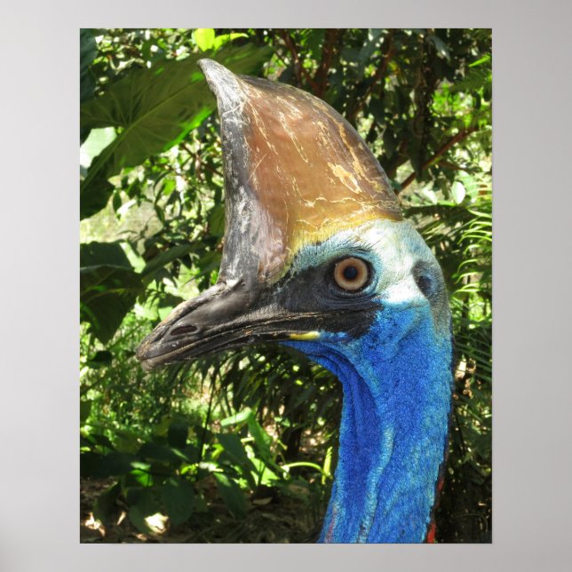 Poster de Retrato Cassowary (Frente)