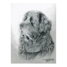 Poster de Retrato da Terra Nova