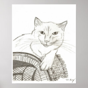Poster de Retrato de Gato Ragdoll