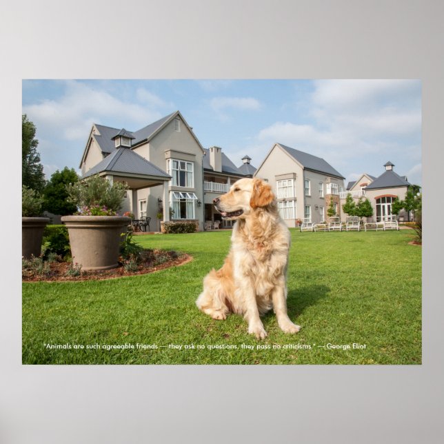 Poster de Retriever de Ouro com Cotação (Frente)