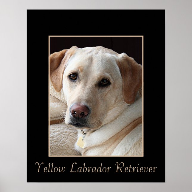 Poster de Retriever Labrador Amarelo Puro (Frente)