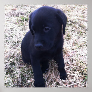 Poster de Retriever Preto Labrador