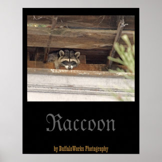 Poster de Roofie Raccoon