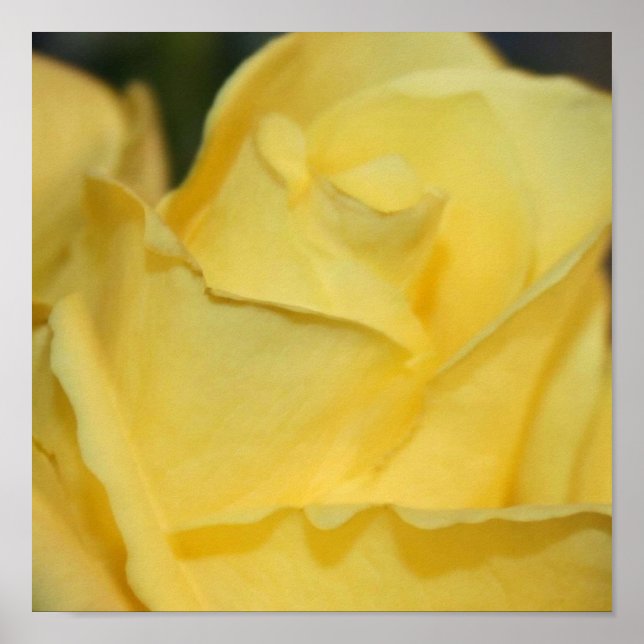 Poster de Rosa Amarelo (Frente)