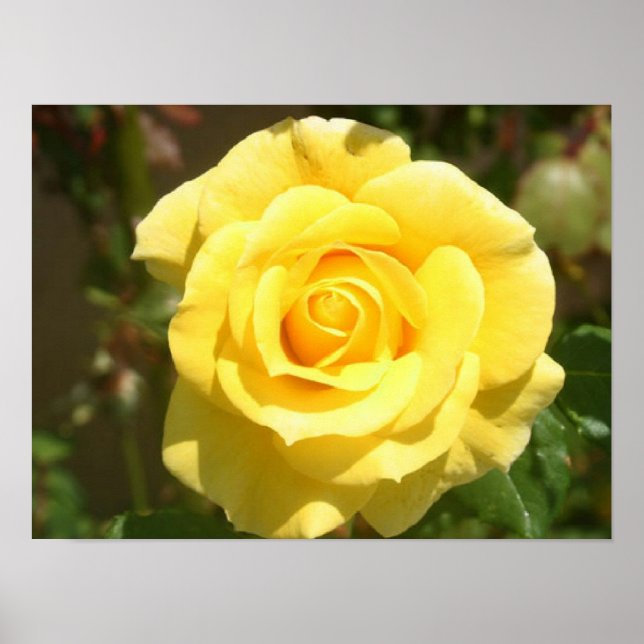 Poster de Rosa Amarelo (Frente)