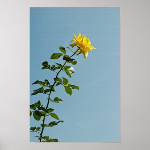Poster de Rosa Amarelo