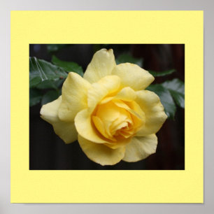 Poster de Rosa Amarelo