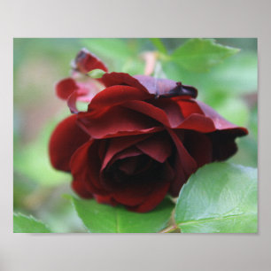 Poster de Rosa de Delicado Vermelho Profundo