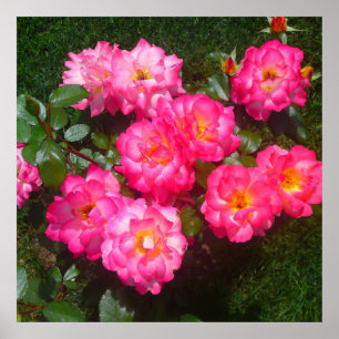 Poster de Rosa de rosa quente