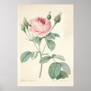 Poster de Rosa Muscosa