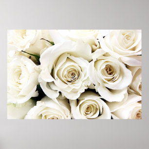 Poster de Rosas Brancas