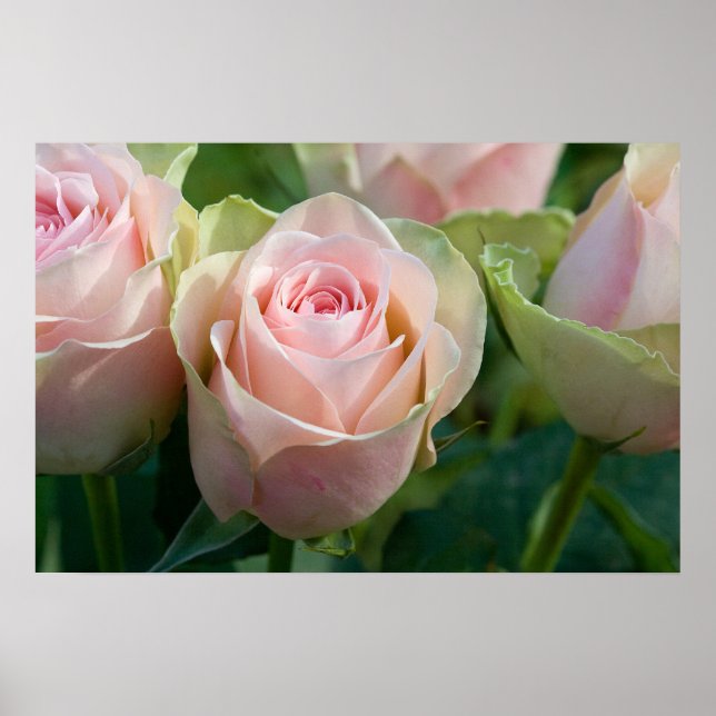 Poster de Rosas Rosa (Frente)
