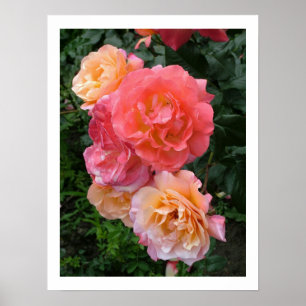 Poster de Rosas Rosa