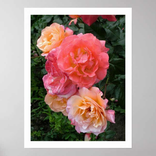 Poster de Rosas Rosa (Frente)