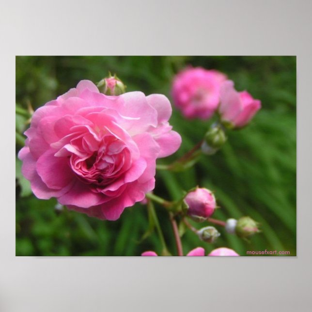 Poster de Rosas Rosa (Frente)