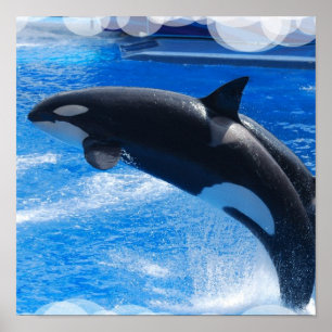 Poster de salto da baleia da orca