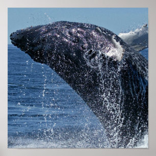 Poster de salto da baleia de Humpback