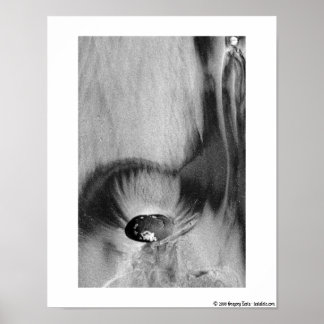 Poster de San Diego Beach nº 2 11x14