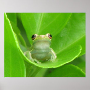 Poster de Sapo de árvore