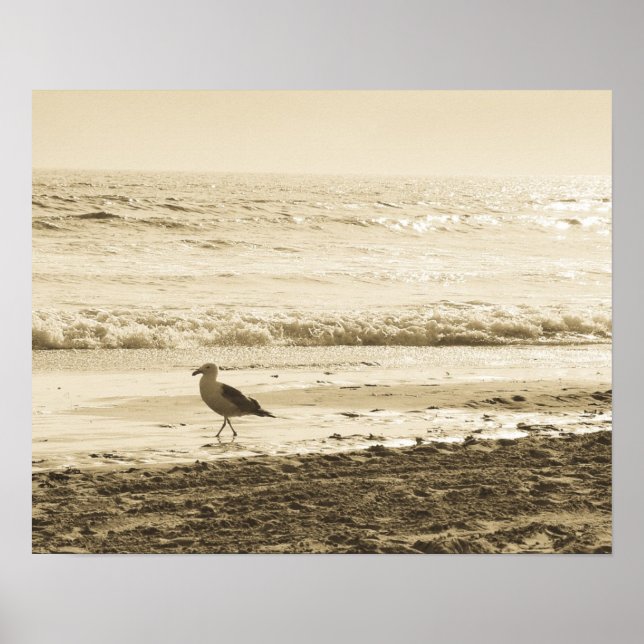 Poster de Seagull (Frente)